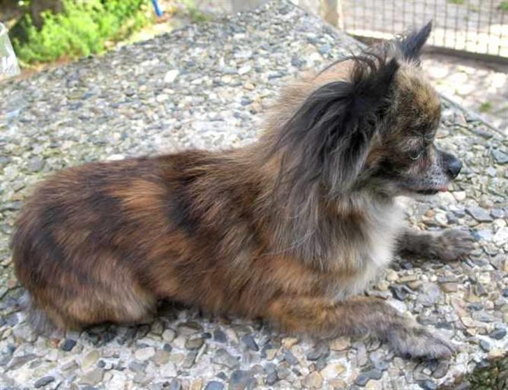 Chihuahua Cloe - Cloes far El´Jarid of Blue Diamonts billede 18