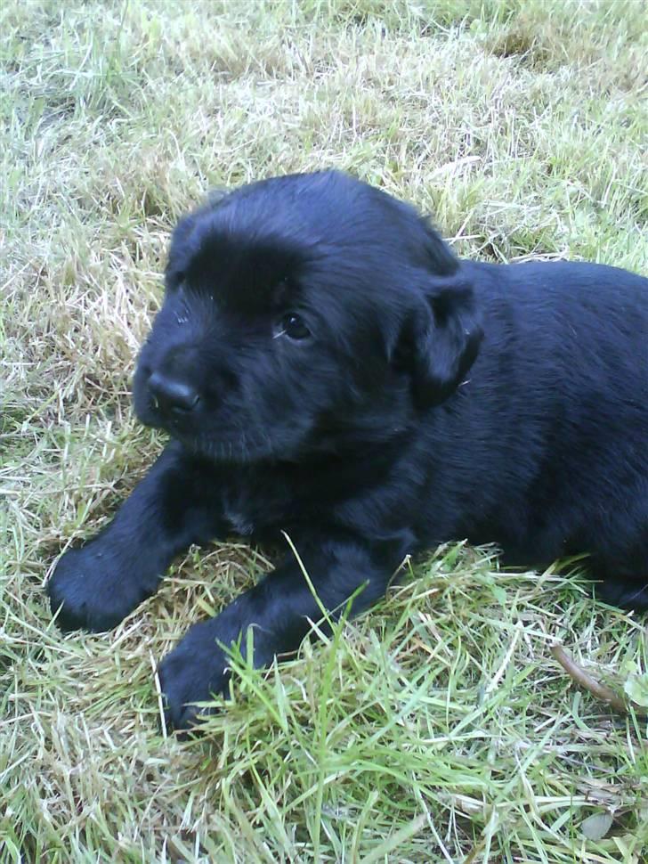 Blanding af racer Loulou billede 14