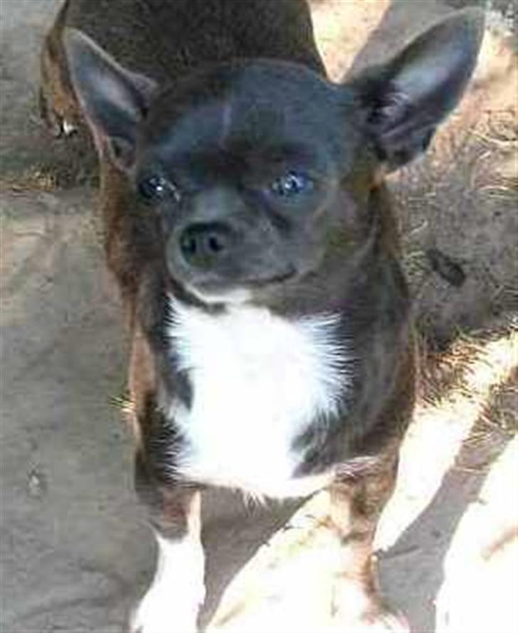 Chihuahua Diva - Divas mor Zaraneh-Blue le Petit de Mopané billede 15