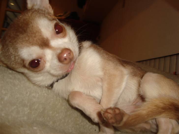 Chihuahua Diva - Divas far Vesterborgs Ernest billede 16