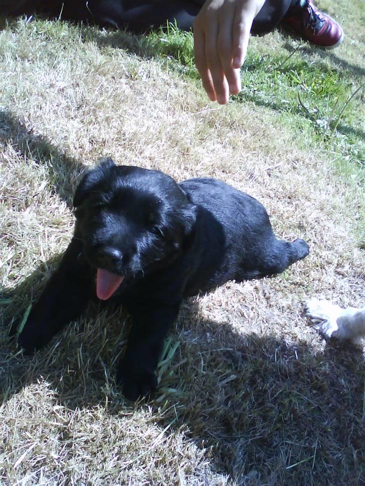 Blanding af racer Loulou billede 15