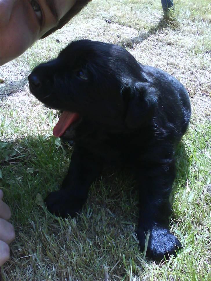 Blanding af racer Loulou billede 16