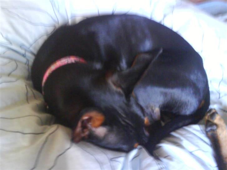 Dvaergpinscher Lina * solgt * billede 1