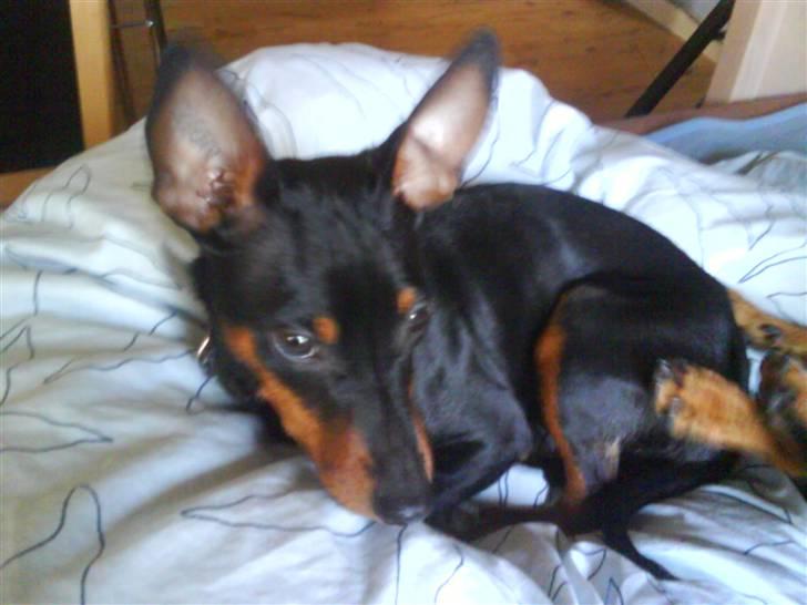 Dvaergpinscher Lina * solgt * billede 2
