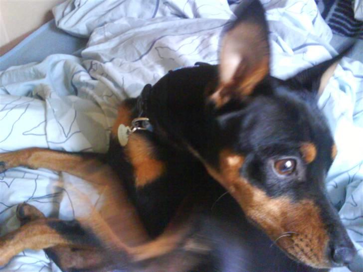 Dvaergpinscher Lina * solgt * billede 3