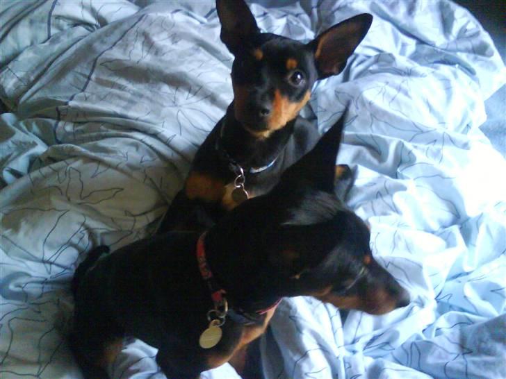 Dvaergpinscher Lina * solgt * - Lina der kigger ud - Tino der kigger lige op  billede 4