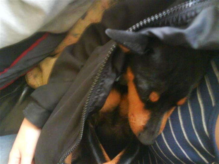 Dvaergpinscher Lina * solgt * billede 5