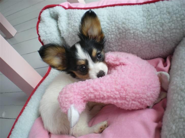 Papillon Suey - Suey er helt tosset med sin nye svane-ven billede 1