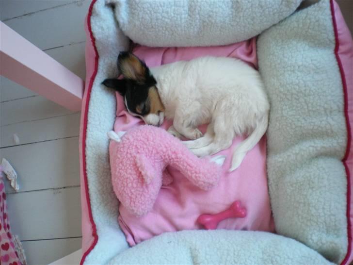 Papillon Suey - Suey Eeelsker at putte og sove i hendes nye seng :) billede 2