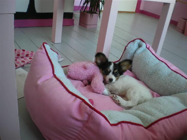 Papillon Suey billede 3