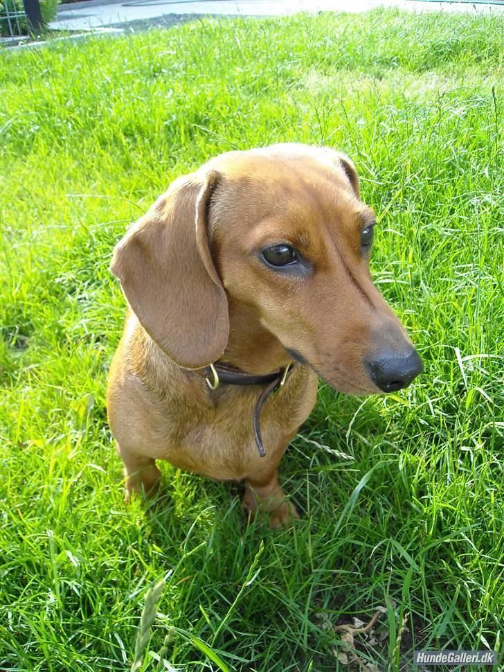 Gravhund Josefine DØD - Hejsa! Mit navn er Josefine ! <33 billede 1