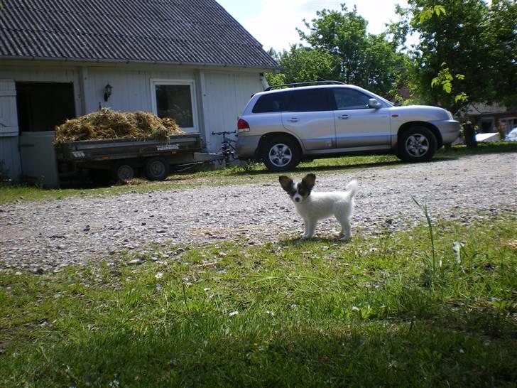 Papillon Suey - Jep, Suey styrer sin gård billede 4