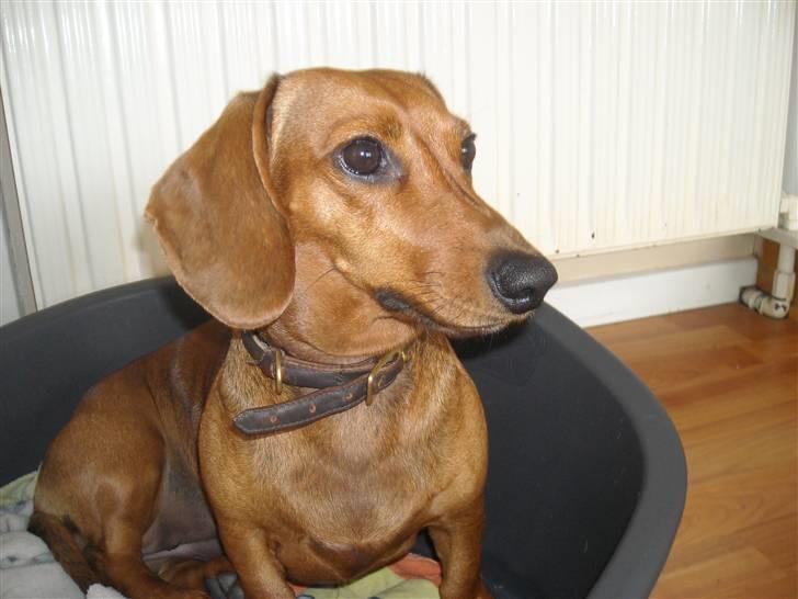 Gravhund Josefine DØD - Skal der være modeshow med mig? Eller må jeg snart sove? billede 2