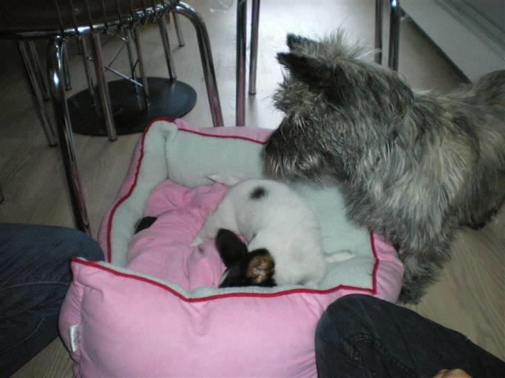 Papillon Suey - Suey og hendes nye veninde Chilli der leger! :) billede 5