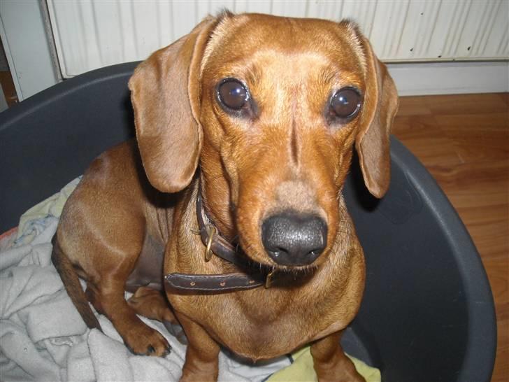 Gravhund Josefine DØD - Er jeg ikke bare flot? billede 3