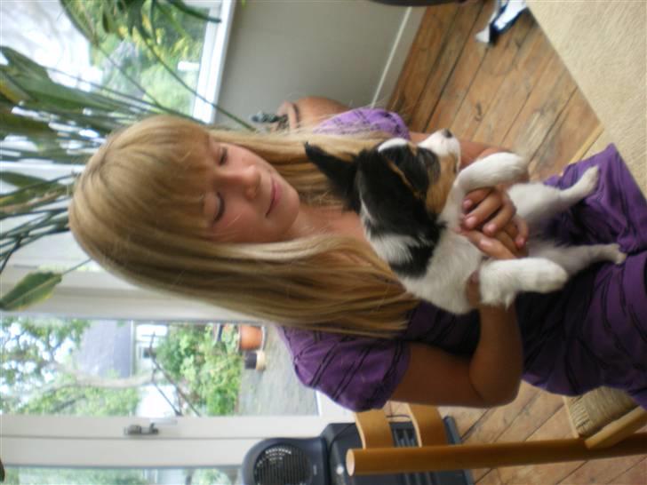 Papillon Suey - Kusine Laura og Suey billede 6