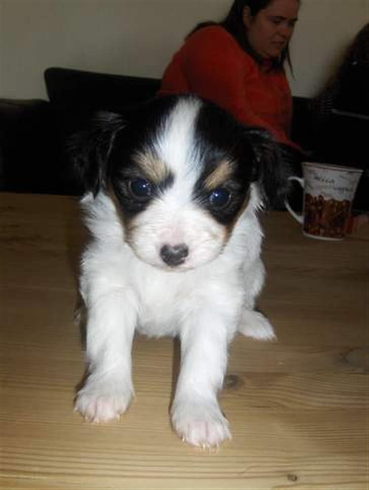 Papillon Suey - Suey da hun endnu ikke havde strittende ører :-) billede 7