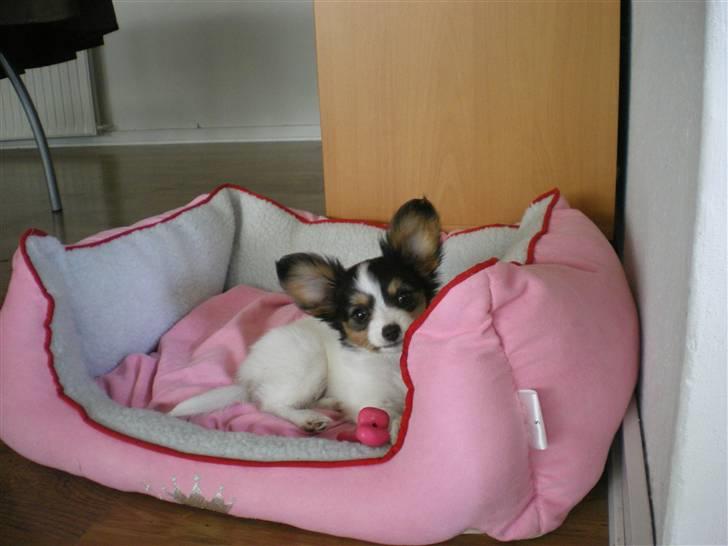 Papillon Suey billede 8