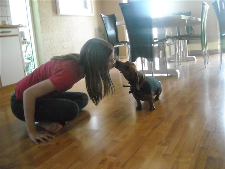 Gravhund Josefine DØD - UMM!! Sikke et kys jeg får,,  billede 4