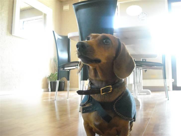 Gravhund Josefine DØD - "FREDERIKKE! Er vi ikke snart færdige?" billede 5