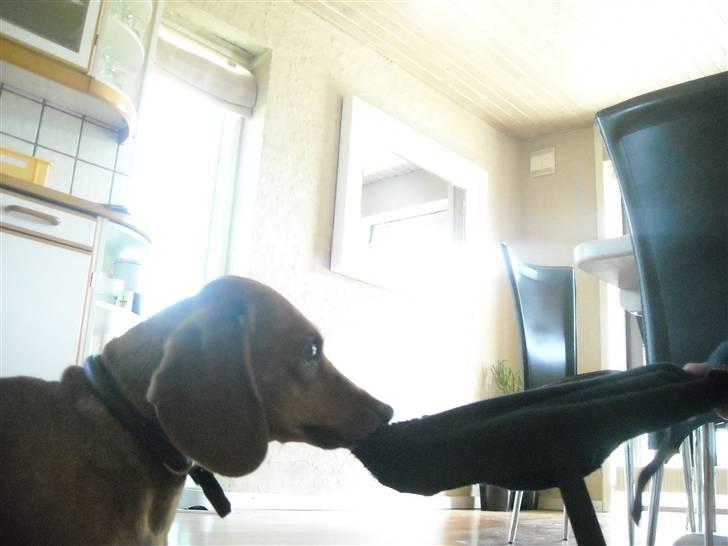 Gravhund Josefine DØD - "Giv mig den så!" billede 6