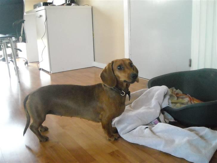 Gravhund Josefine DØD - "Sagde du noget?" billede 7