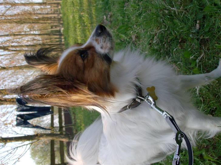 Papillon Fie- fitte **mosters** - fie tilhører min moster. jeg er sammen med hende hver uge, men har desværre ikke så mange billeder endnu. billede 1