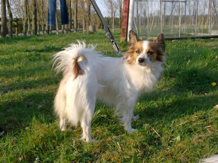 Papillon Fie- fitte **mosters** billede 2
