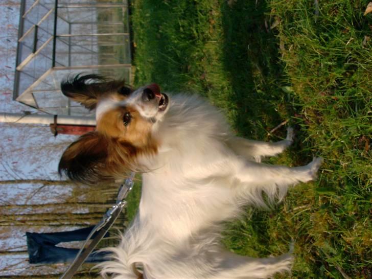 Papillon Fie- fitte **mosters** billede 3