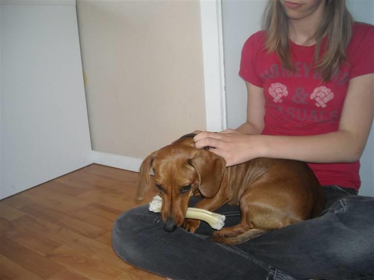 Gravhund Josefine DØD - "Endelig en der vil klø mig" billede 8