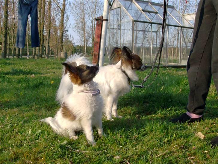 Papillon Fie- fitte **mosters** - fitte sammen med hendes gran kusine Chéri billede 4