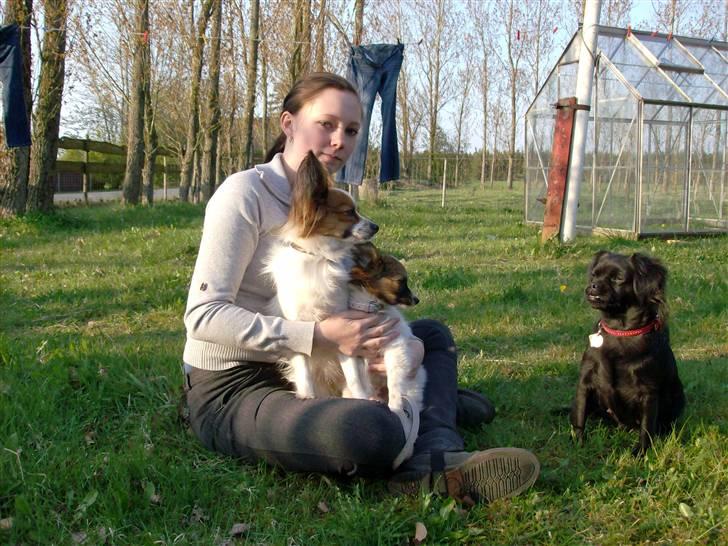 Papillon Fie- fitte **mosters** billede 5