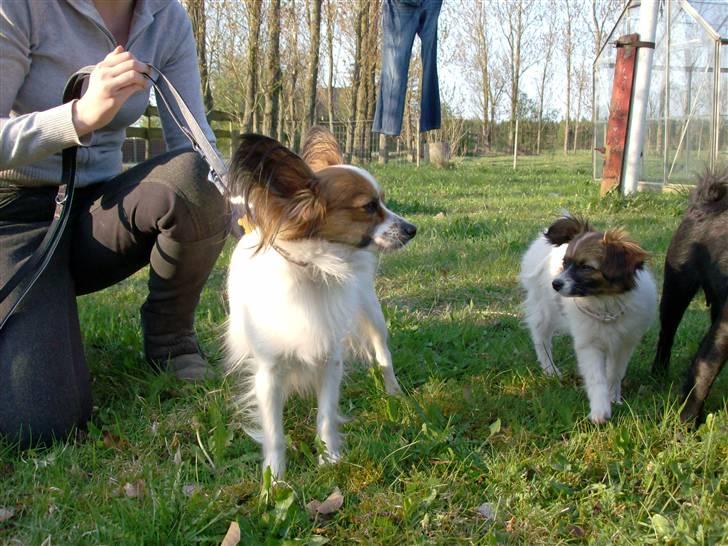 Papillon Fie- fitte **mosters** billede 6