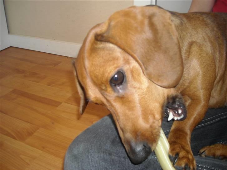 Gravhund Josefine DØD - "Hvor er det da bare hyggeligt, Frederikke" billede 9