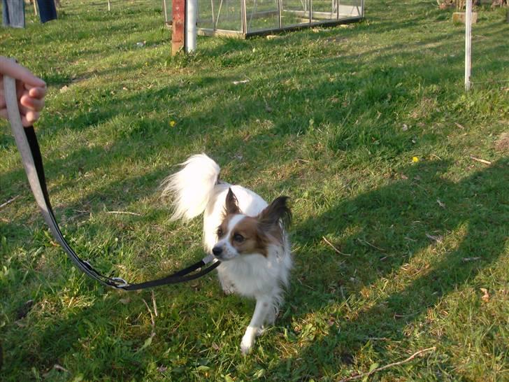 Papillon Fie- fitte **mosters** billede 7