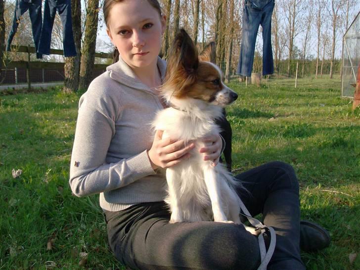 Papillon Fie- fitte **mosters** billede 8