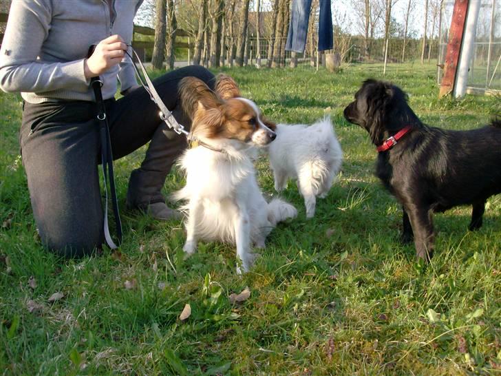 Papillon Fie- fitte **mosters** billede 9