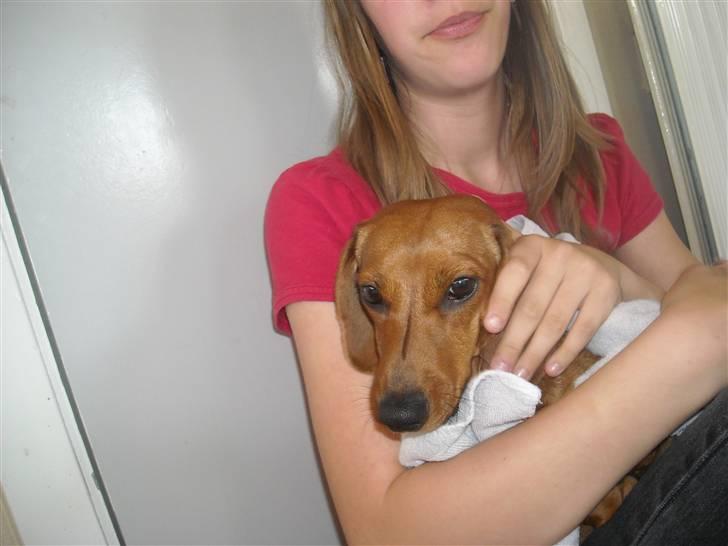 Gravhund Josefine DØD - "Væk kamera! Nu skal jeg sove!!!" billede 10