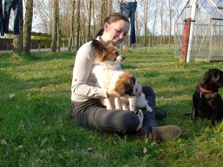 Papillon Fie- fitte **mosters** billede 11