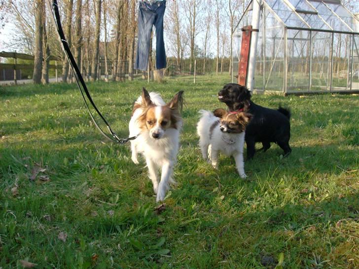 Papillon Fie- fitte **mosters** billede 12