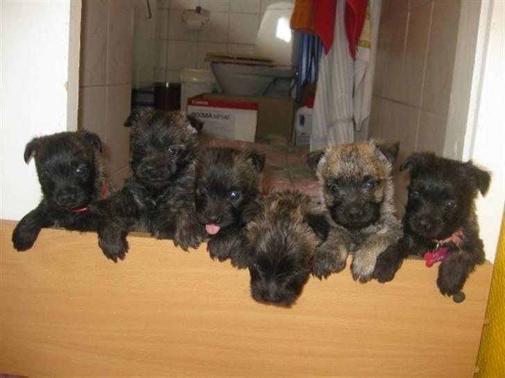 Cairn terrier hundehvalpe (: - HEJ :D! billede 1