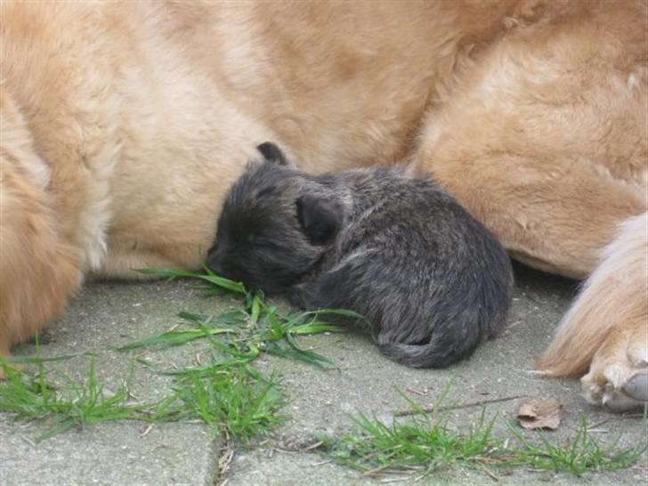Cairn terrier hundehvalpe (: - Bamsen, Uno :b<3 billede 2