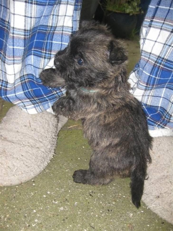 Cairn terrier hundehvalpe (: - petit (: billede 3