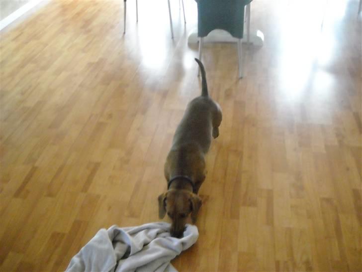 Gravhund Josefine DØD - "Jeg vil ha´ den!!!!" billede 11