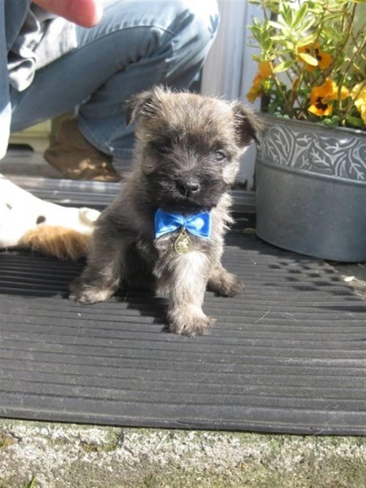 Cairn terrier hundehvalpe (: - Bosse (: billede 4