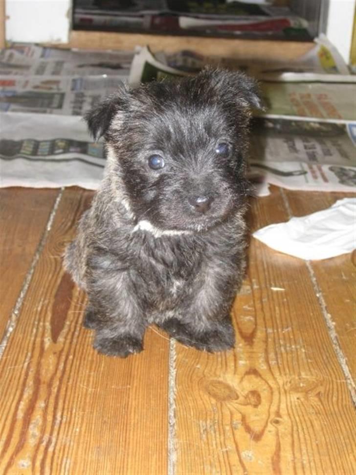 Cairn terrier hundehvalpe (: - Chanel :) billede 5