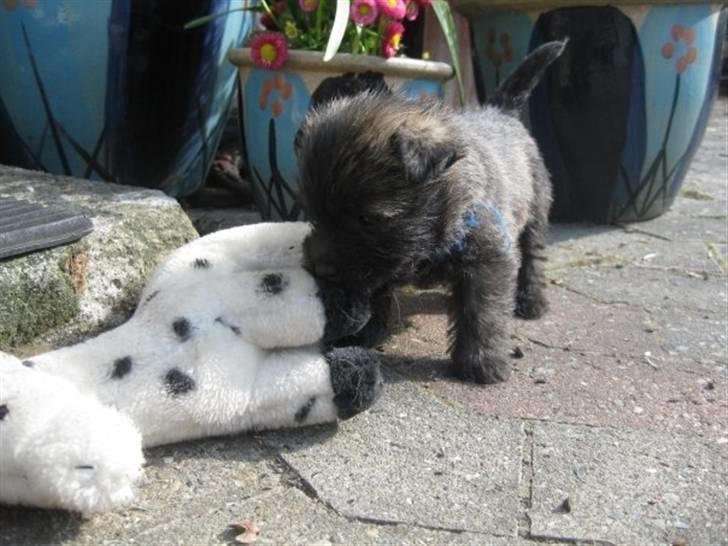 Cairn terrier hundehvalpe (: - koda leger med pippis hest ;) billede 6