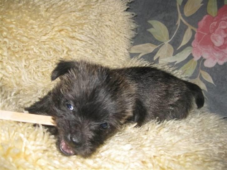 Cairn terrier hundehvalpe (: - koda (: billede 7