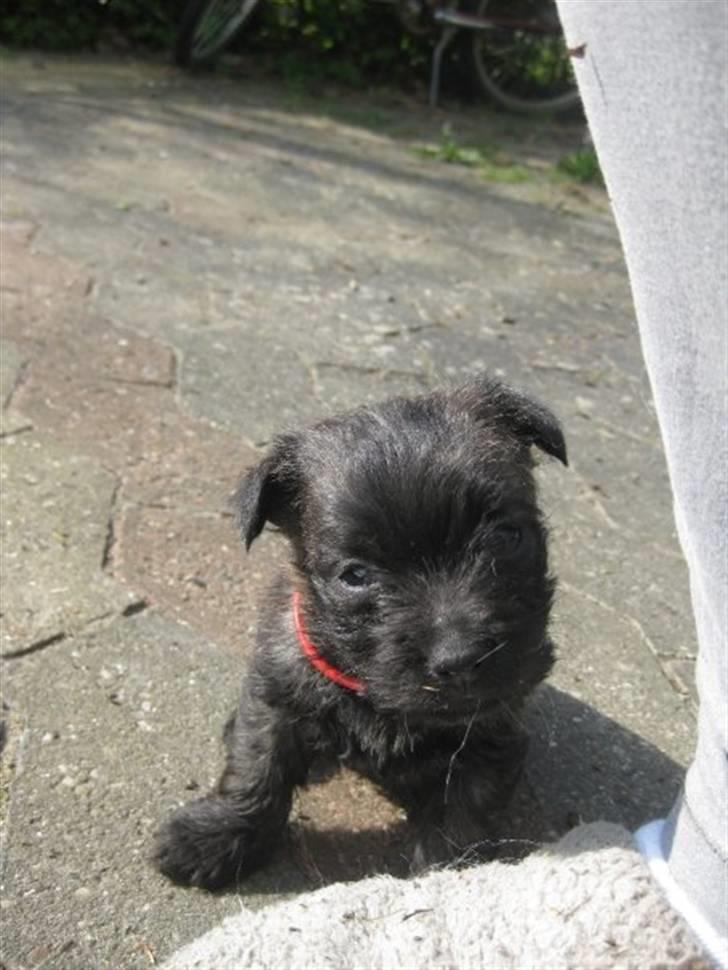 Cairn terrier hundehvalpe (: - Meg :)<3 billede 8
