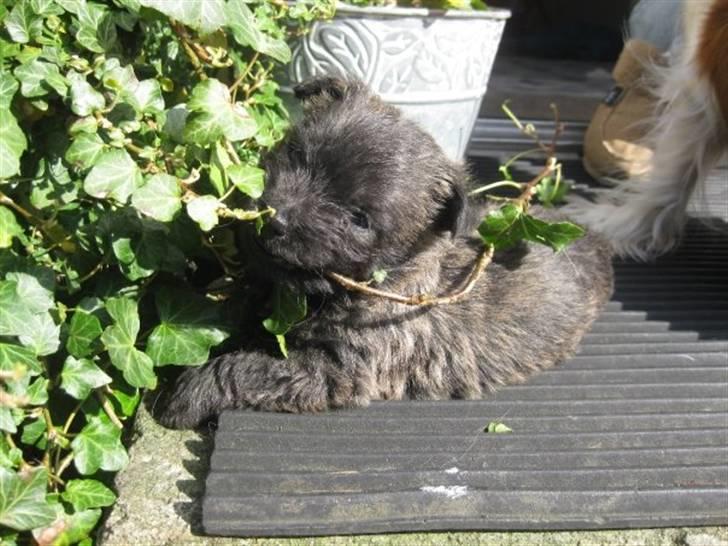 Cairn terrier hundehvalpe (: - petit, hjælper mor med at plante :p billede 9
